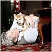Hachiko - Eine wunderbare Freundschaft : photo Lasse Hallström, Richard Gere