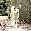 Hachiko - Eine wunderbare Freundschaft : photo Lasse Hallström