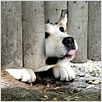 Hachiko - Eine wunderbare Freundschaft : photo Lasse Hallström