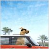 Marmaduke : photo Tom Dey