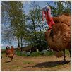 Die wilde Farm : photo Dominique Garing, Frédéric Goupil