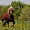Die wilde Farm : photo Dominique Garing, Frédéric Goupil