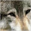 Der mit dem Wolf tanzt : photo