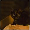 The Black Cat : photo