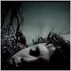 Shiver : photo