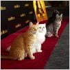 Der gestiefelte Kater : photo Chris Miller, Chris Miller (II)