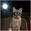 Der gestiefelte Kater : photo Chris Miller, Chris Miller (II)