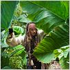 Pirates of the Caribbean: Fremde Gezeiten : photo Johnny Depp, Rob Marshall