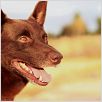 Red Dog : photo