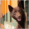 Red Dog : photo