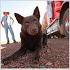 Red Dog : photo
