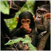 Jane's Journey - Die Lebensreise der Jane Goodall : photo