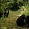 Jane's Journey - Die Lebensreise der Jane Goodall : photo