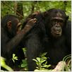 Jane's Journey - Die Lebensreise der Jane Goodall : photo
