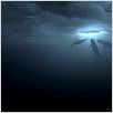 Der Ruf der Wale : photo