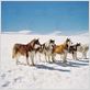 Antarctica - Gefangen im Eis : photo Frank Marshall