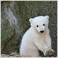 photo Knut
