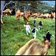 Jurassic Park III : photo Steven Spielberg