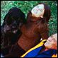 Begegnung am Vormittag (TV) : photo Clint Eastwood, Kay Lenz, William Holden