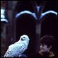 Harry Potter und der Stein der Weisen : photo Chris Columbus, Daniel Radcliffe