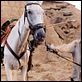 Lost in la Mancha : photo Johnny Depp