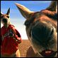Kangaroo Jack