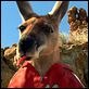 Kangaroo Jack