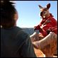 Kangaroo Jack