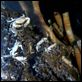 Aliens der Meere : photo James Cameron, Steven Quale