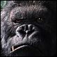 King Kong