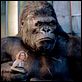 King Kong