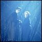 Akte X - Die unheimlichen Fälle des FBI : photo David Duchovny, Gillian Anderson
