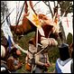 Die Ritter der Kokosnuss