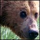 Grizzly Man : photo Werner Herzog