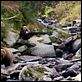 Grizzly Man : photo Werner Herzog