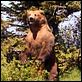 Grizzly Man : photo Werner Herzog