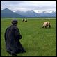 Grizzly Man : photo Werner Herzog