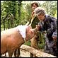 Eine zauberhafte Nanny : photo Angela Lansbury, Colin Firth, Kirk Jones (II)