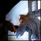 Hügel der blutigen Augen : photo Wes Craven