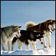 Antarctica - Gefangen im Eis : photo Frank Marshall