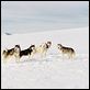Antarctica - Gefangen im Eis : photo Frank Marshall