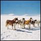Antarctica - Gefangen im Eis : photo Frank Marshall