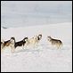 Antarctica - Gefangen im Eis : photo Frank Marshall