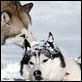 Antarctica - Gefangen im Eis : photo Frank Marshall