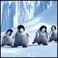 Happy Feet : photo George Miller