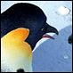 Happy Feet : photo George Miller