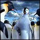 Happy Feet : photo George Miller