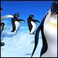 Happy Feet : photo George Miller