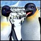 Happy Feet : photo George Miller