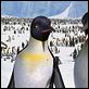 Happy Feet : photo George Miller